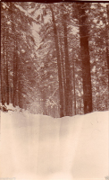 AB494