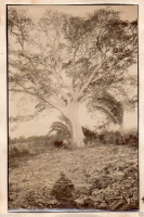 AD164
