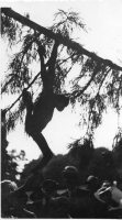 AE255