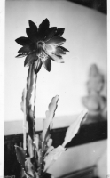 AE281