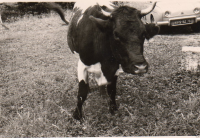 AF785