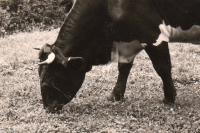 AF786