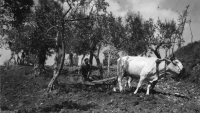 AF975