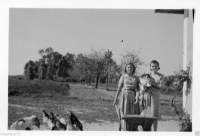 AG334