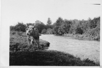 AN528