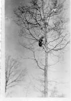 AQ293