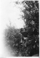 AR526