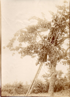 BG302