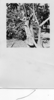BG888