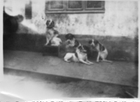 BK207