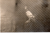 BL695