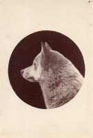 BN541