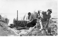BR291