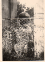 BS223
