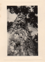 BS615