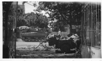 BV838