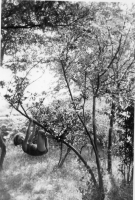 BW436