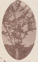 CA978