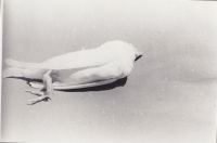 CB604