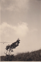 CD065