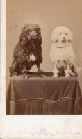 CDV7268
