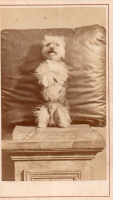CDW2432