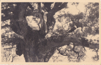 CH787