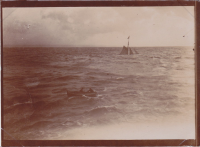 CI289