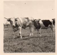 CT495