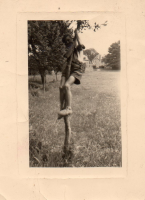 CU946