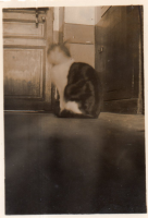 CZ990