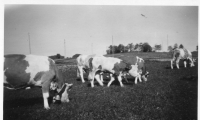 DG131