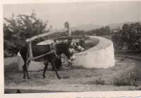 DH521