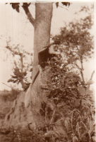 DH986
