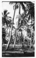 DK086