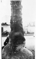 DK288