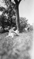 DK481