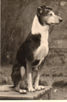 DR484