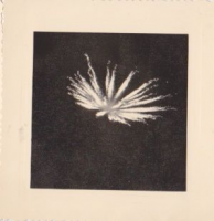 NE561