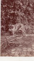 cdv9201