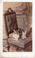 cdv9365